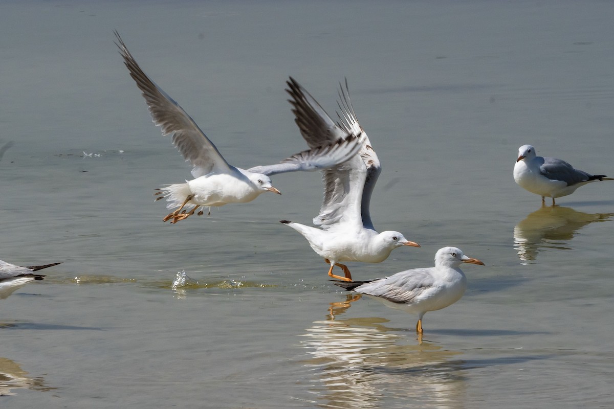 Slender-billed Gull - ML620307679