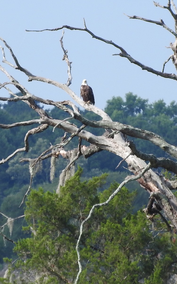 Weißkopf-Seeadler - ML620307680