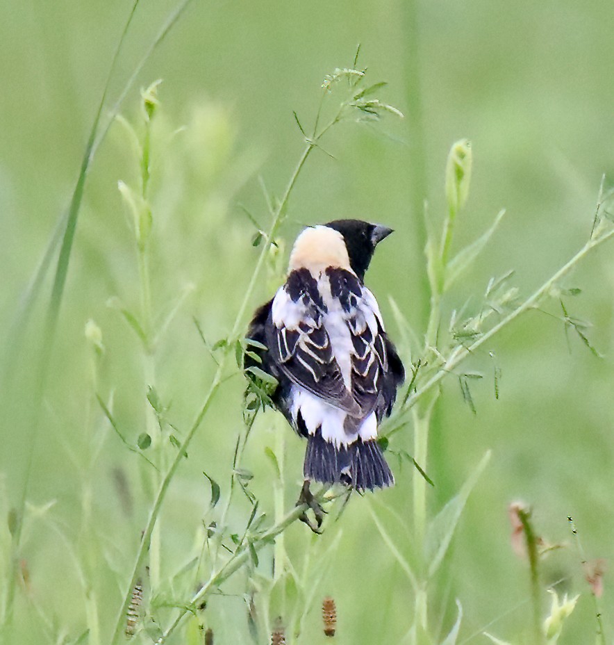 bobolink americký - ML620307681