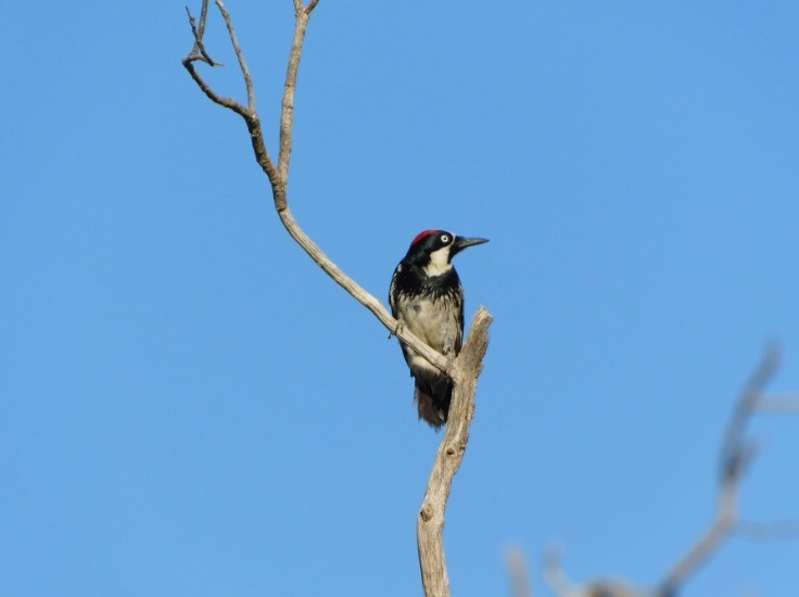 Acorn Woodpecker - ML620307682