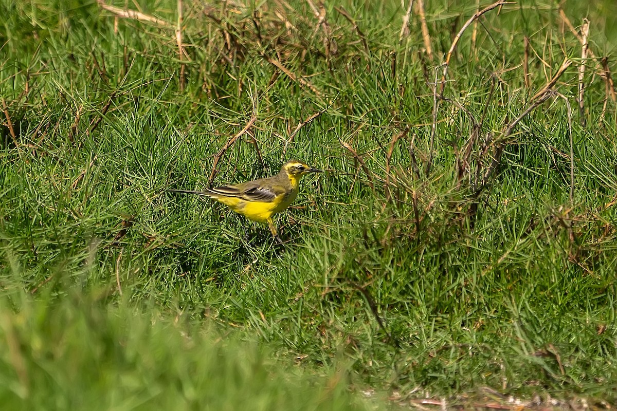 Citrine Wagtail - ML620307690