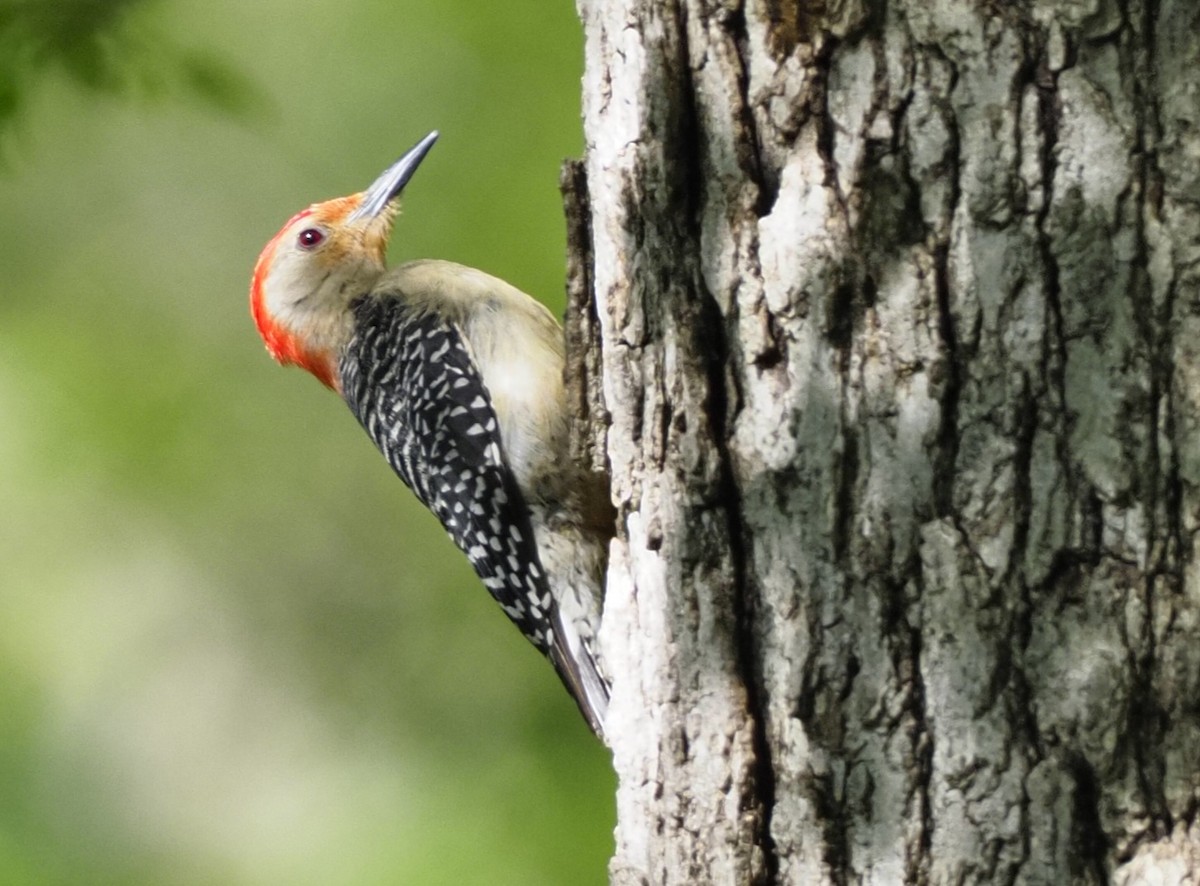 Red-bellied Woodpecker - ML620307691