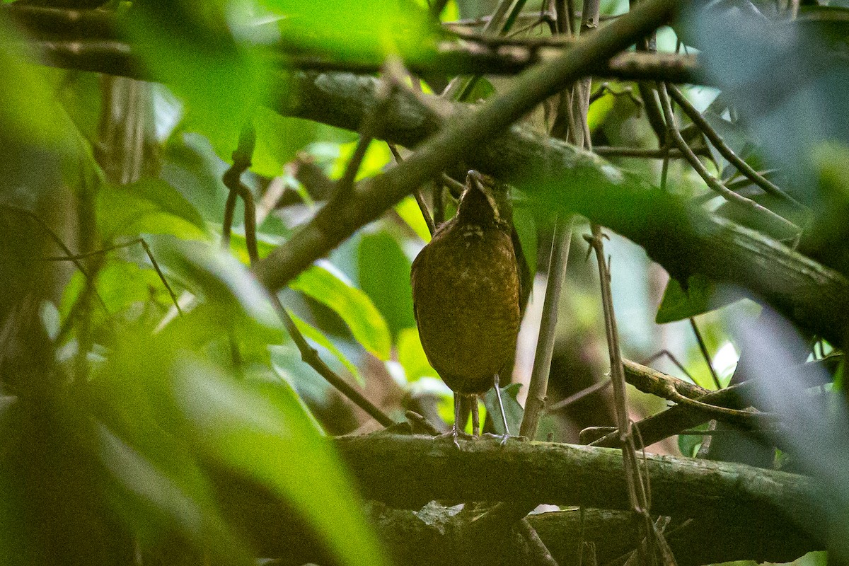 Tachira Antpitta - ML620307693