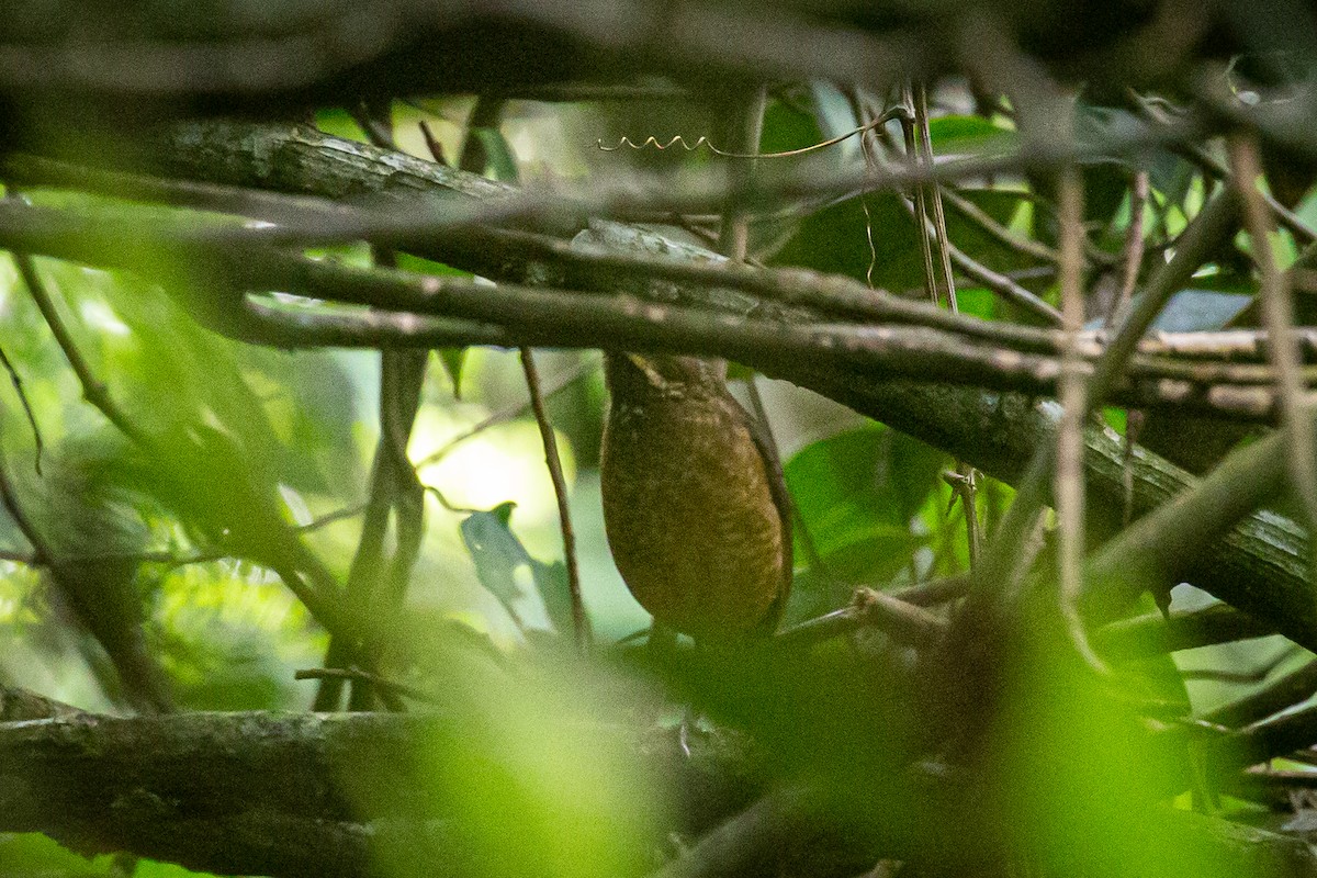 Tachira Antpitta - ML620307694