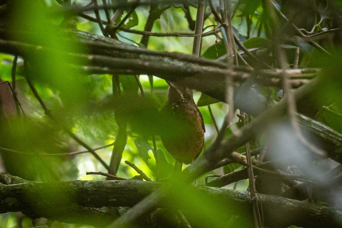 Tachira Antpitta - ML620307695