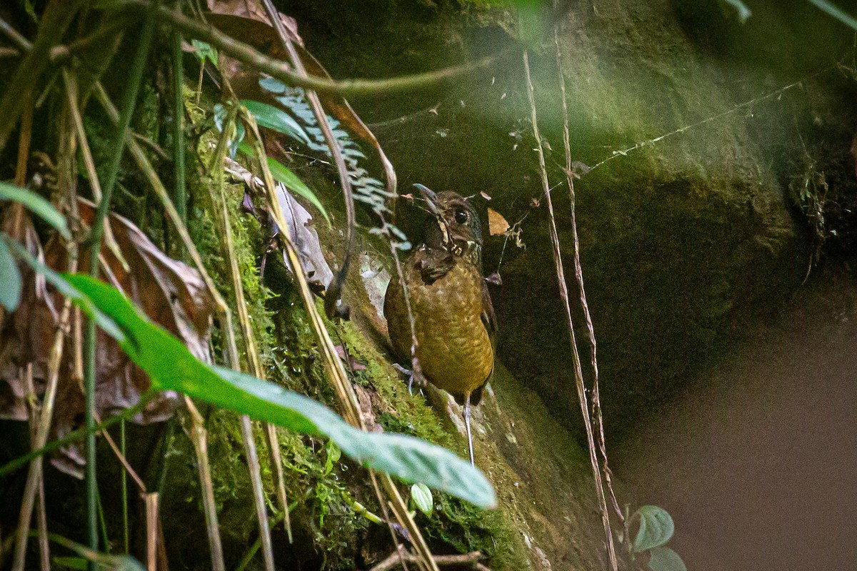 Tachira Antpitta - ML620307696