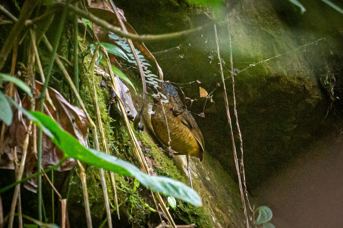 Tachira Antpitta - ML620307697