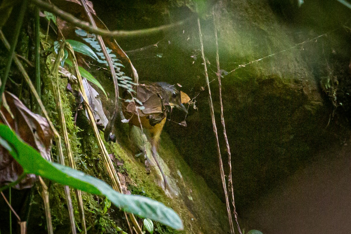 Tachira Antpitta - ML620307698