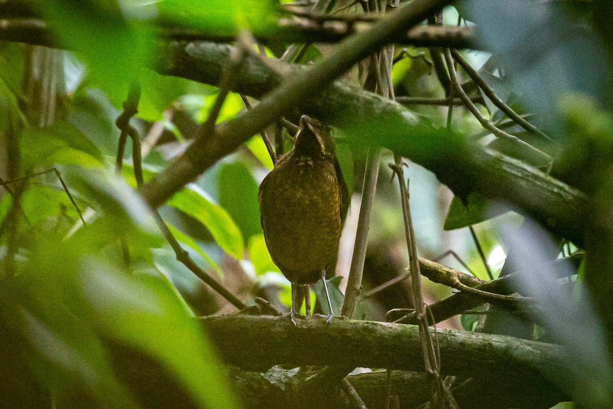 Tachira Antpitta - ML620307699