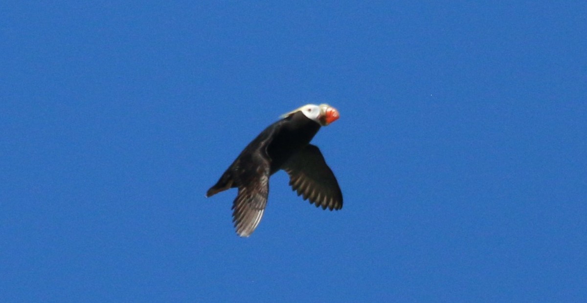 Tufted Puffin - ML620307701