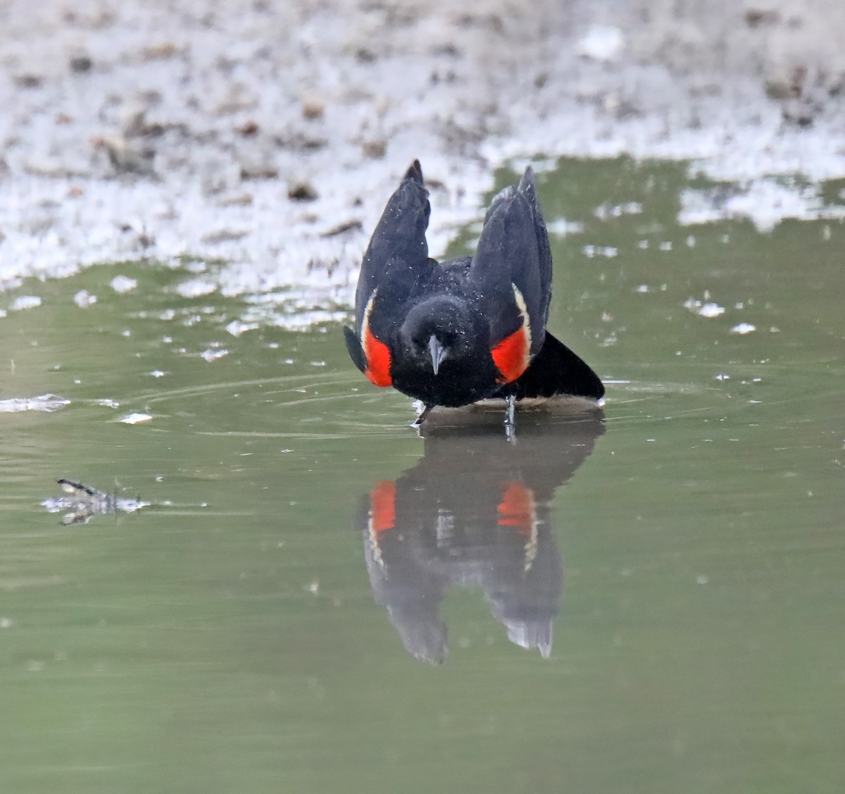 Red-winged Blackbird - ML620307705