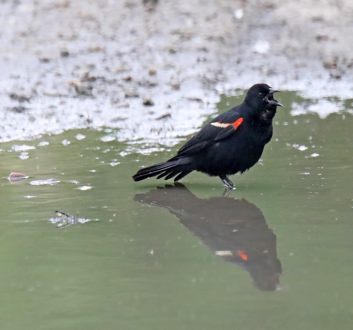 Red-winged Blackbird - ML620307706