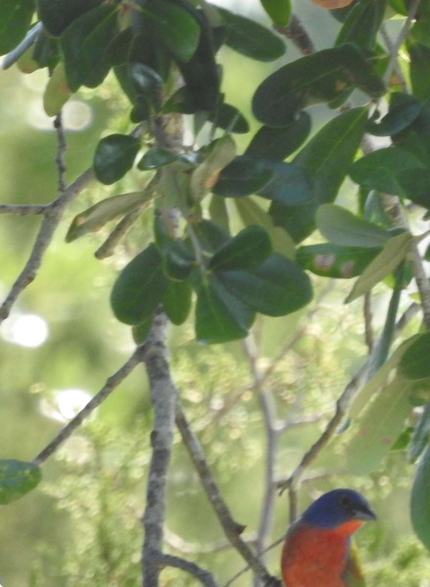 Painted Bunting - ML620307711