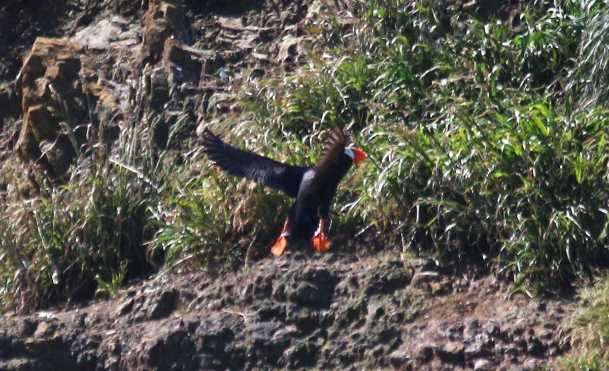 Tufted Puffin - ML620307714