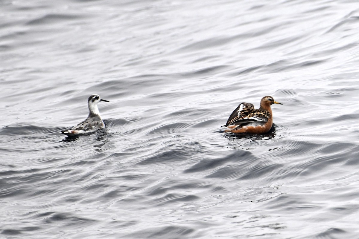 Red Phalarope - ML620307731