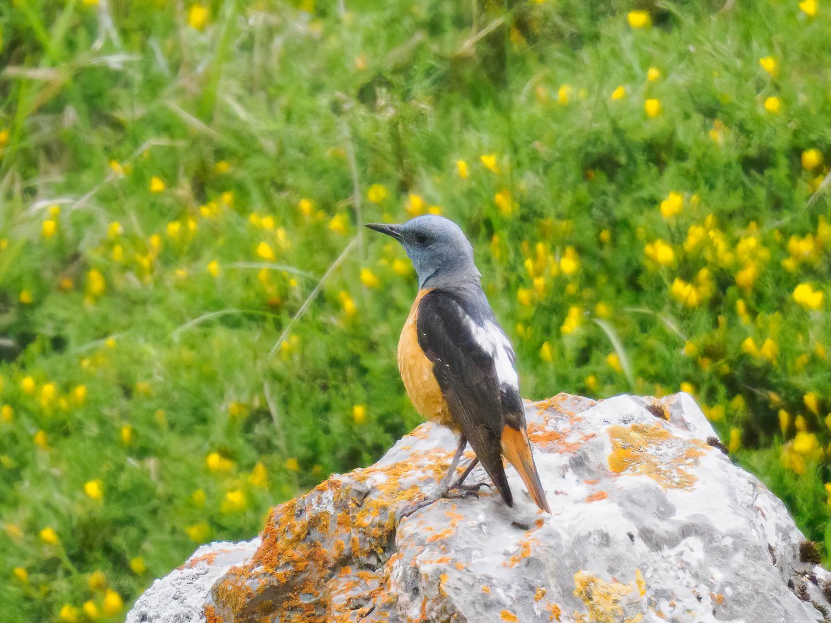 Rufous-tailed Rock-Thrush - ML620307737