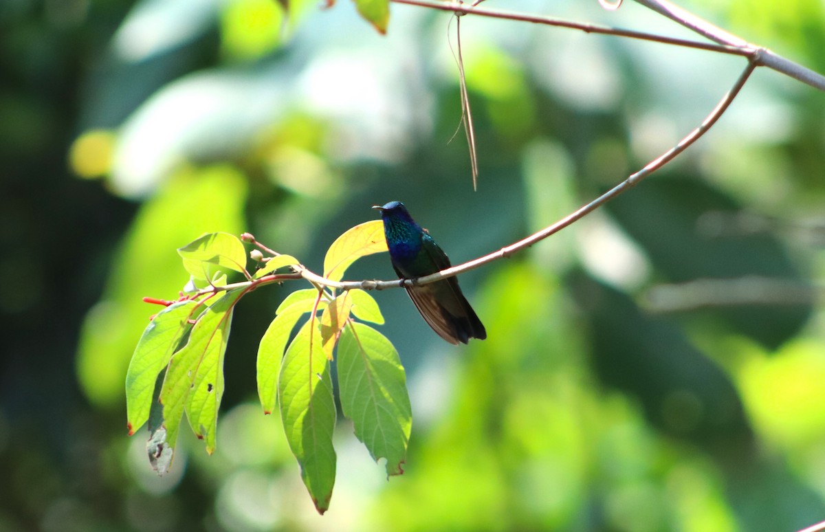 Mexican Violetear - ML620307740