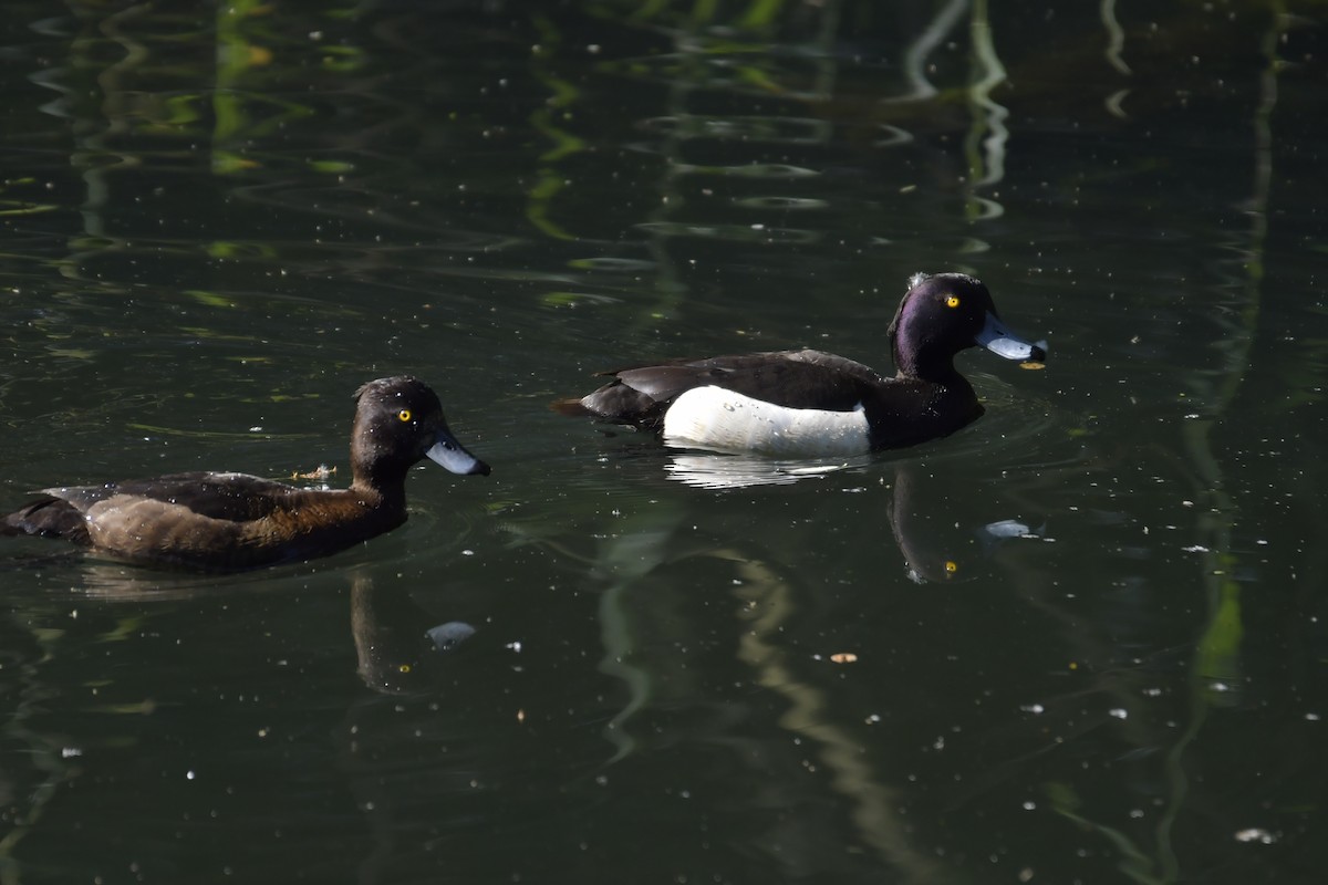 Tufted Duck - ML620307742