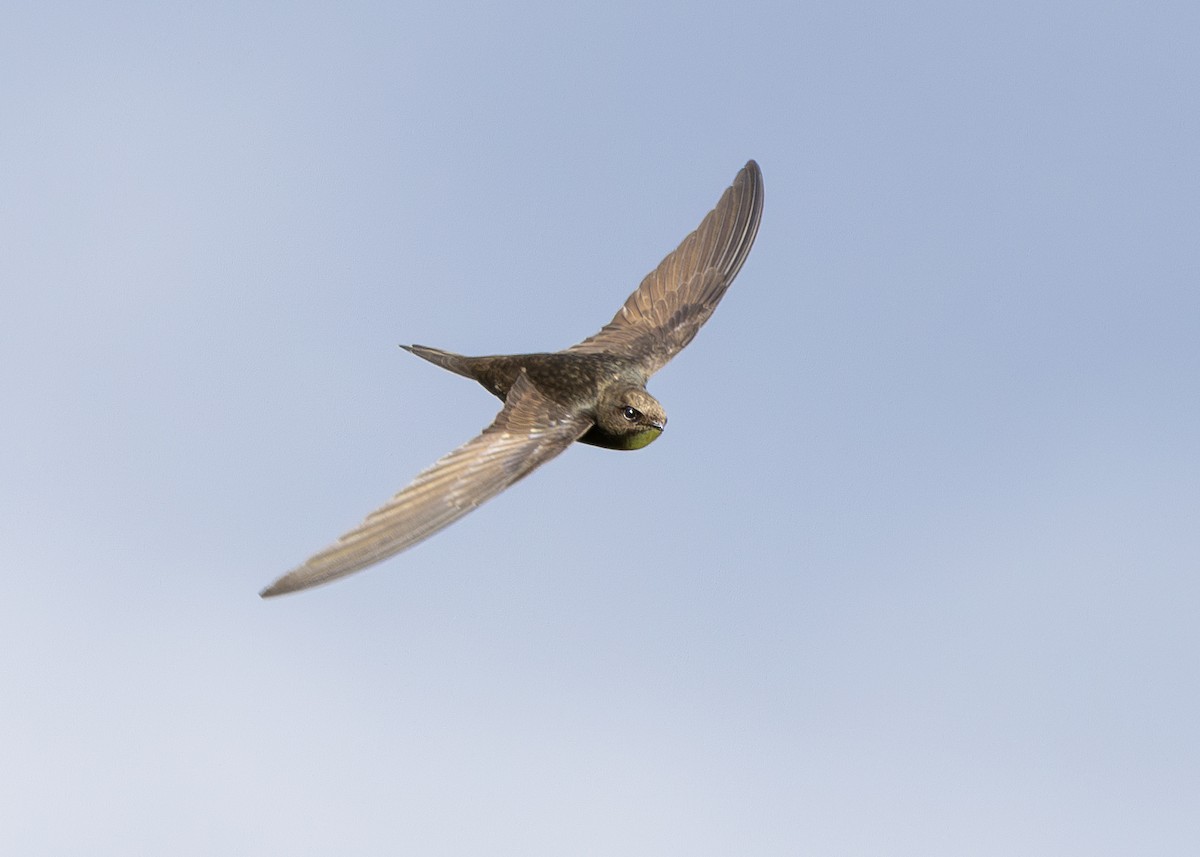 Common Swift - ML620307743