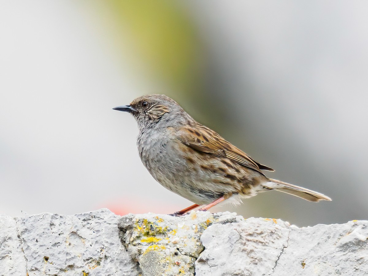 Dunnock - ML620307746