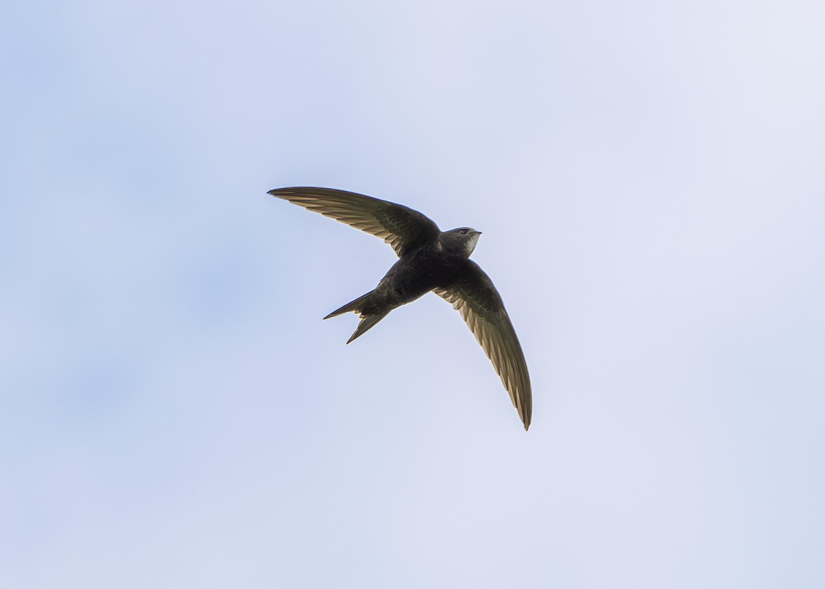 Common Swift - ML620307753