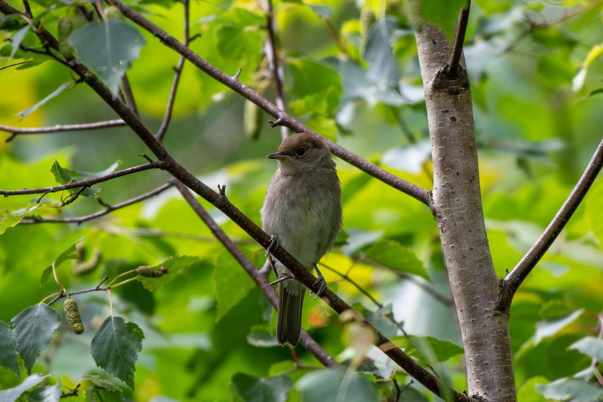 Eurasian Blackcap - ML620307756