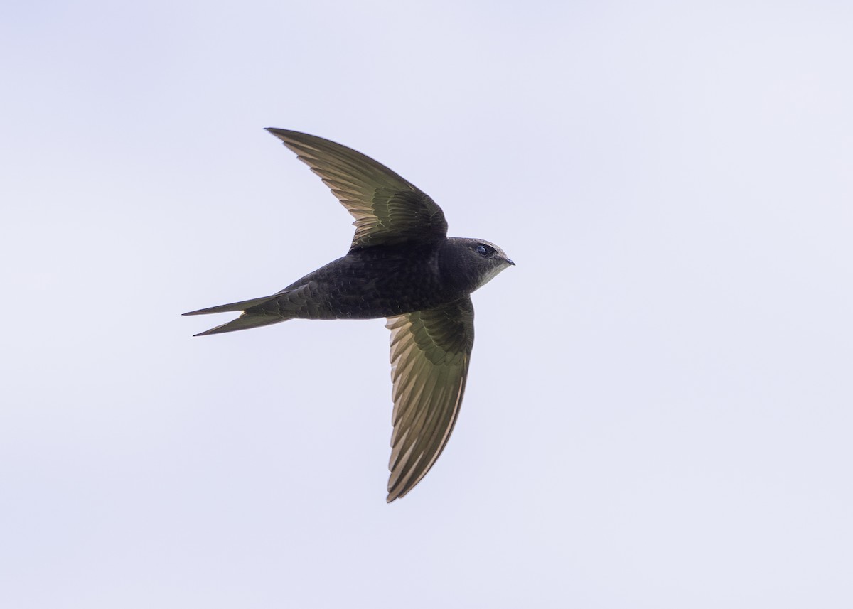 Common Swift - ML620307764