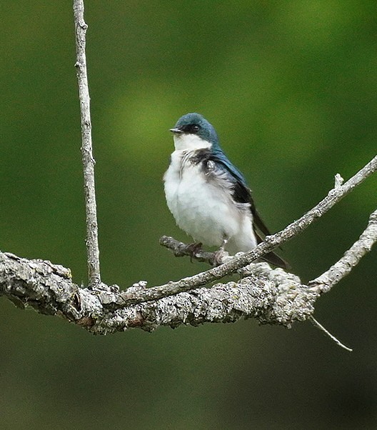 Golondrina Bicolor - ML620307765