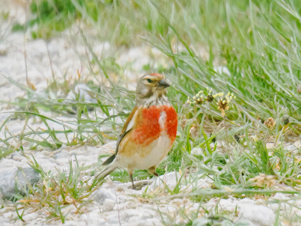 Eurasian Linnet - ML620307775