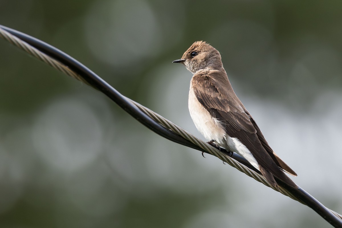 Northern Rough-winged Swallow - ML620307781