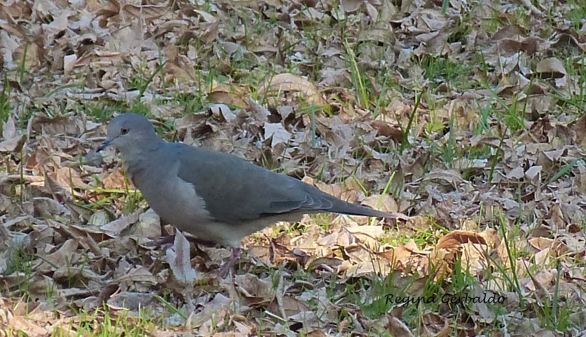 White-tipped Dove - ML620307782