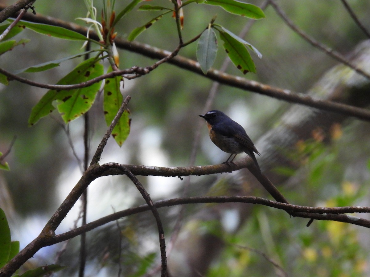 Snowy-browed Flycatcher - ML620307783