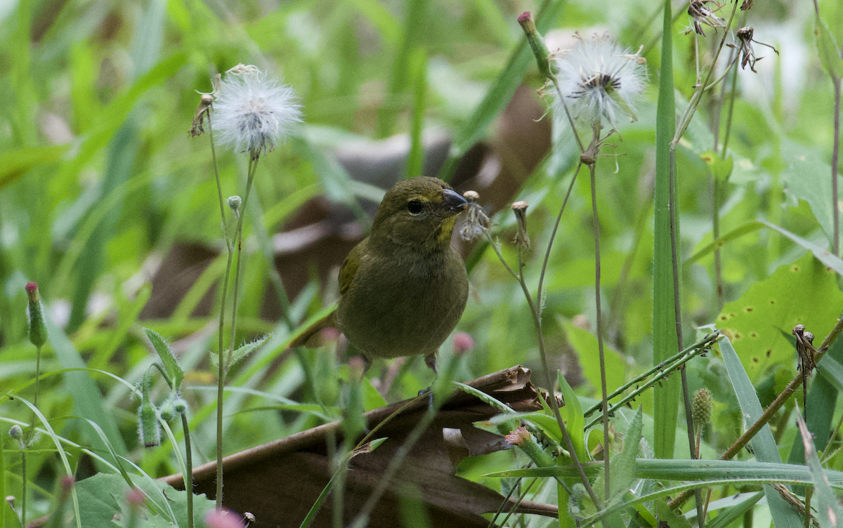 Yellow-faced Grassquit - ML620307789