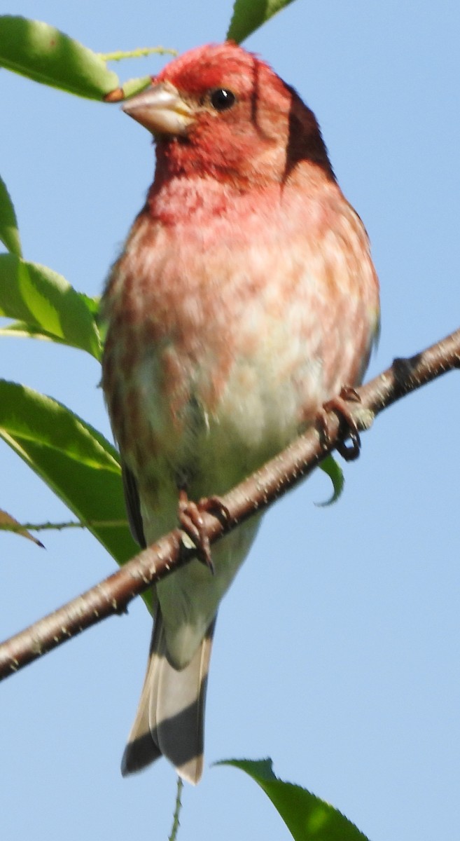 Purple Finch - ML620307790