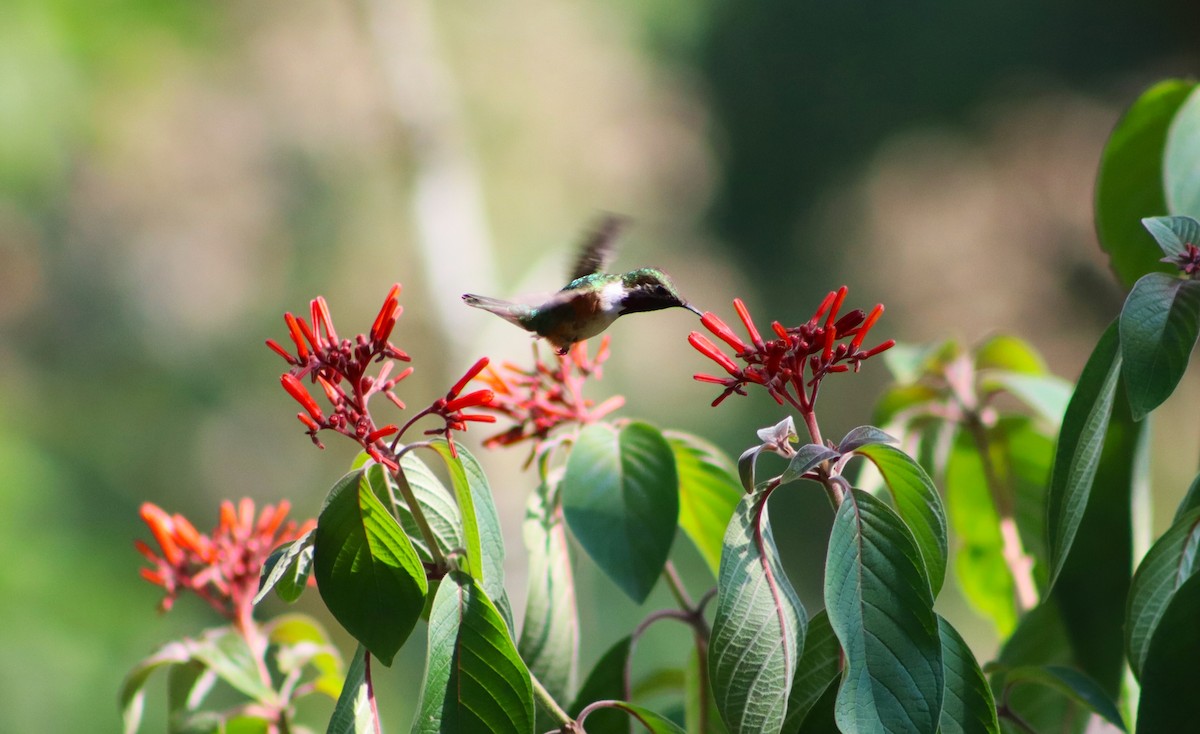 Bumblebee Hummingbird - ML620307791