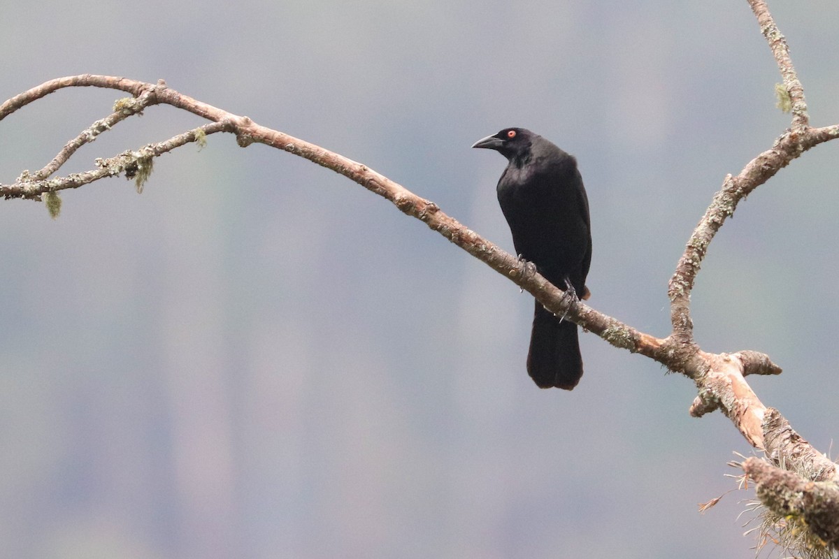 Giant Cowbird - ML620307793