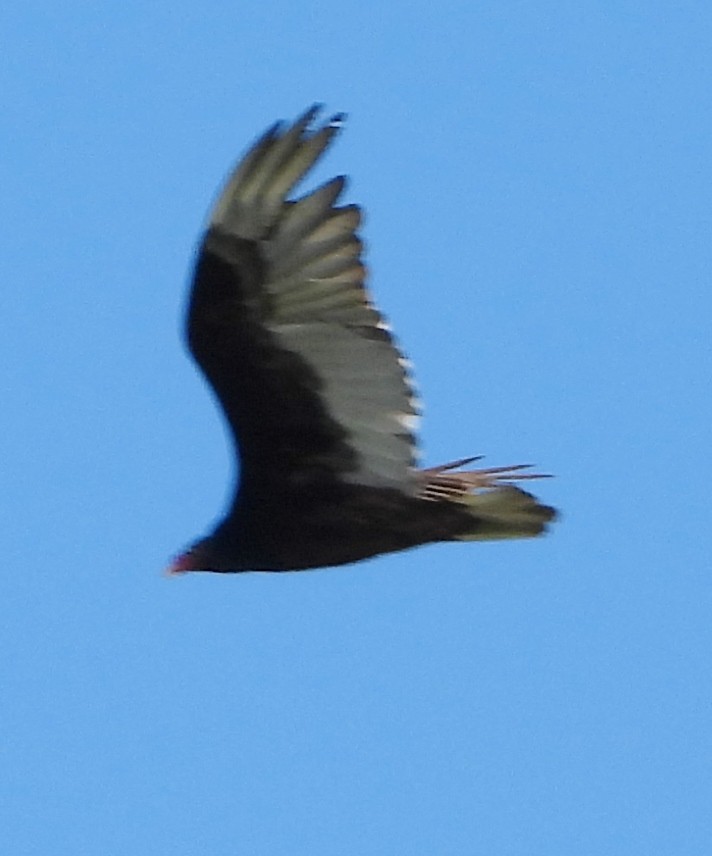 Turkey Vulture - ML620307801