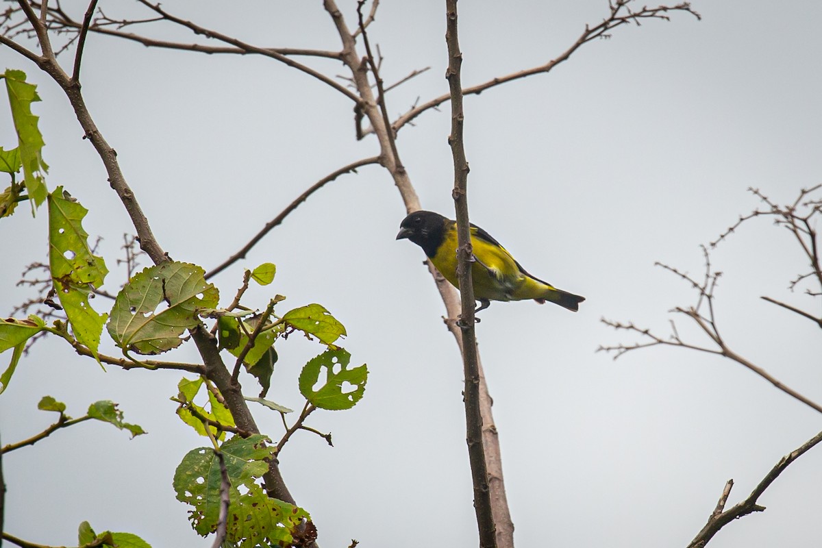 Yellow-bellied Siskin - ML620307807