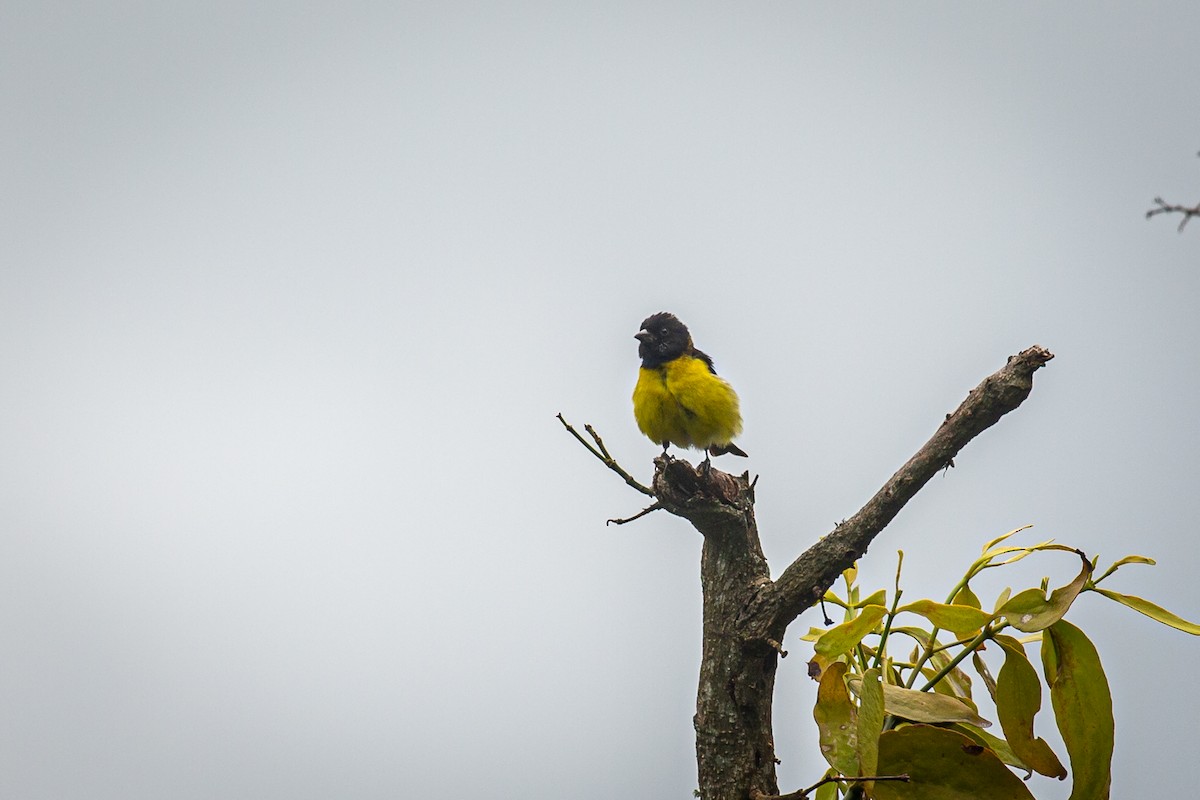 Yellow-bellied Siskin - ML620307808