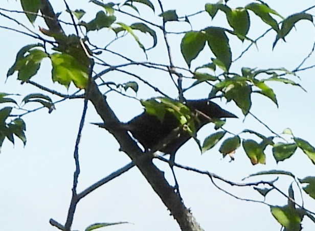 Common Grackle - ML620307815