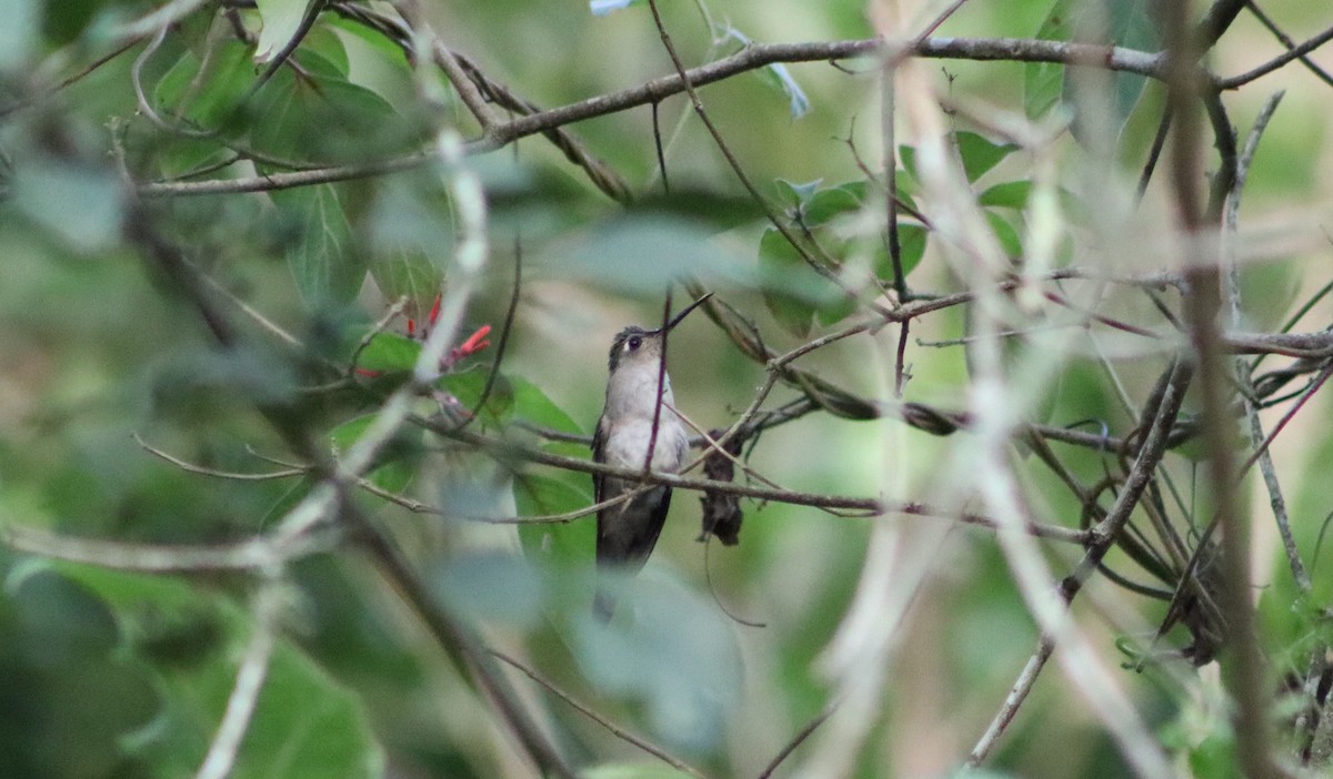 kolibřík klínoocasý - ML620307818