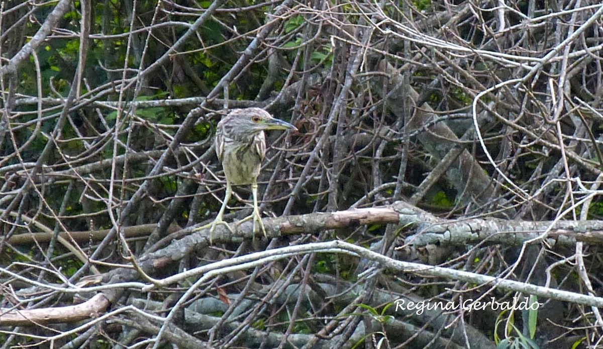 Black-crowned Night Heron - ML620307819