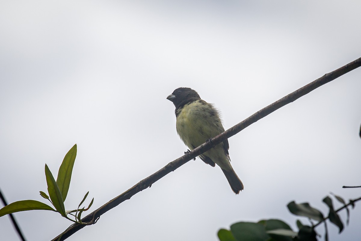 Yellow-bellied Seedeater - ML620307821