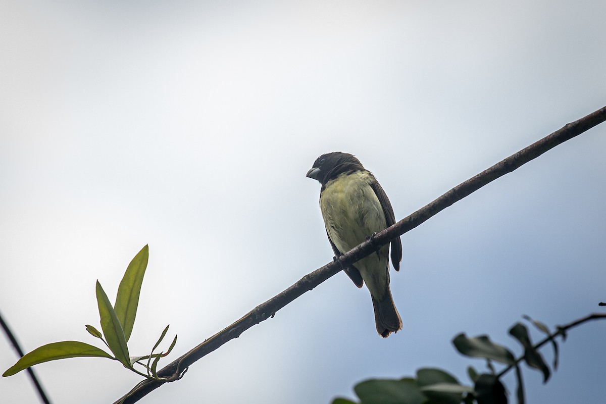 Yellow-bellied Seedeater - ML620307822