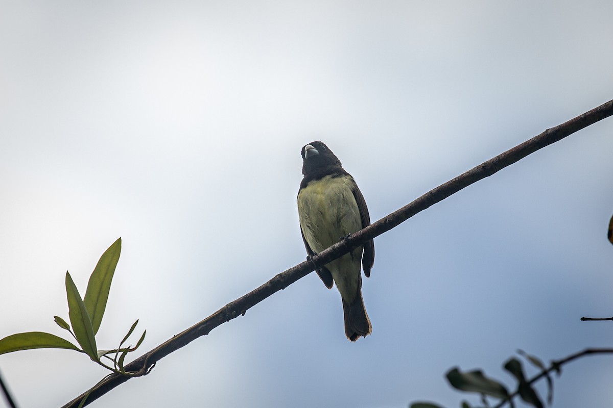 Yellow-bellied Seedeater - ML620307823