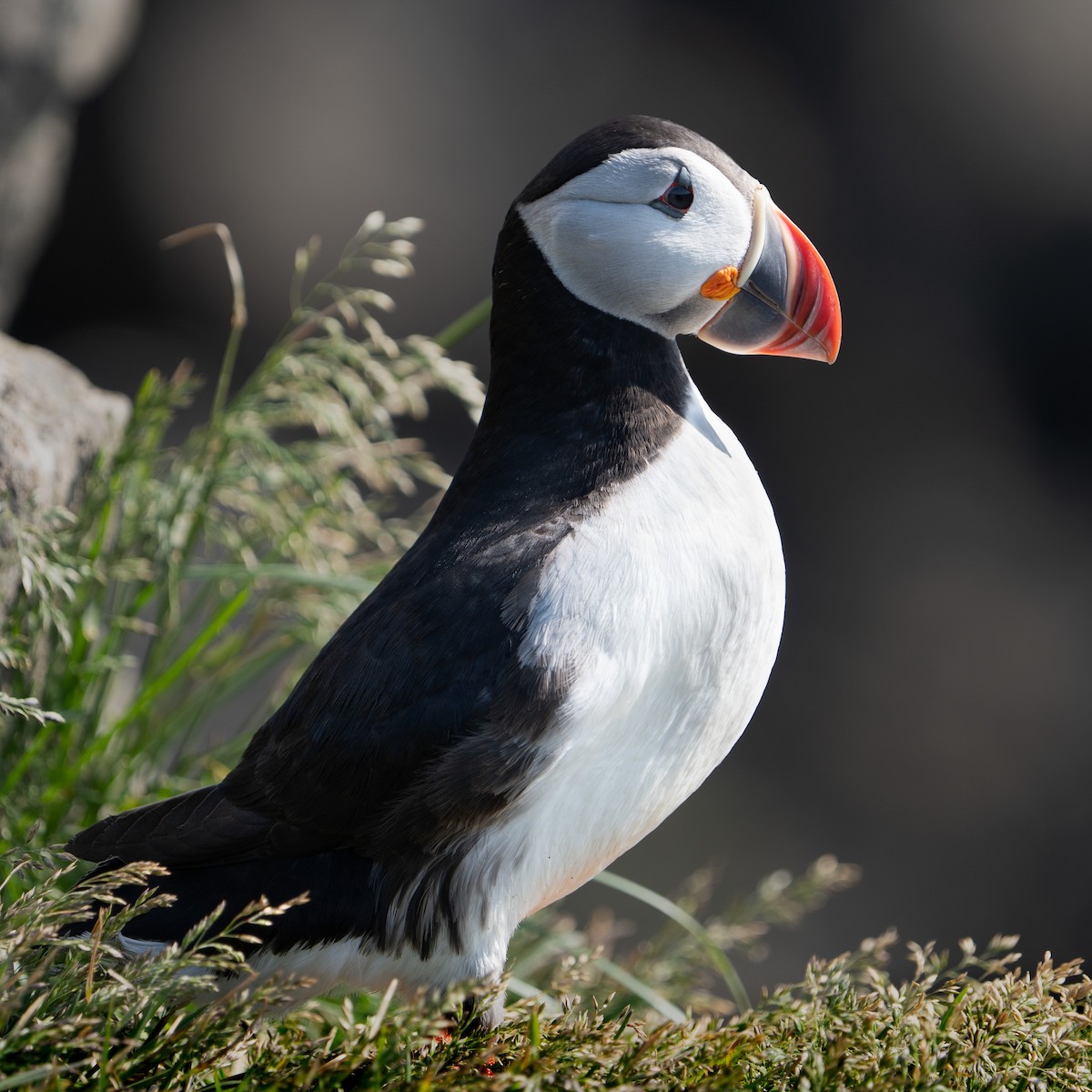 Atlantic Puffin - ML620307832