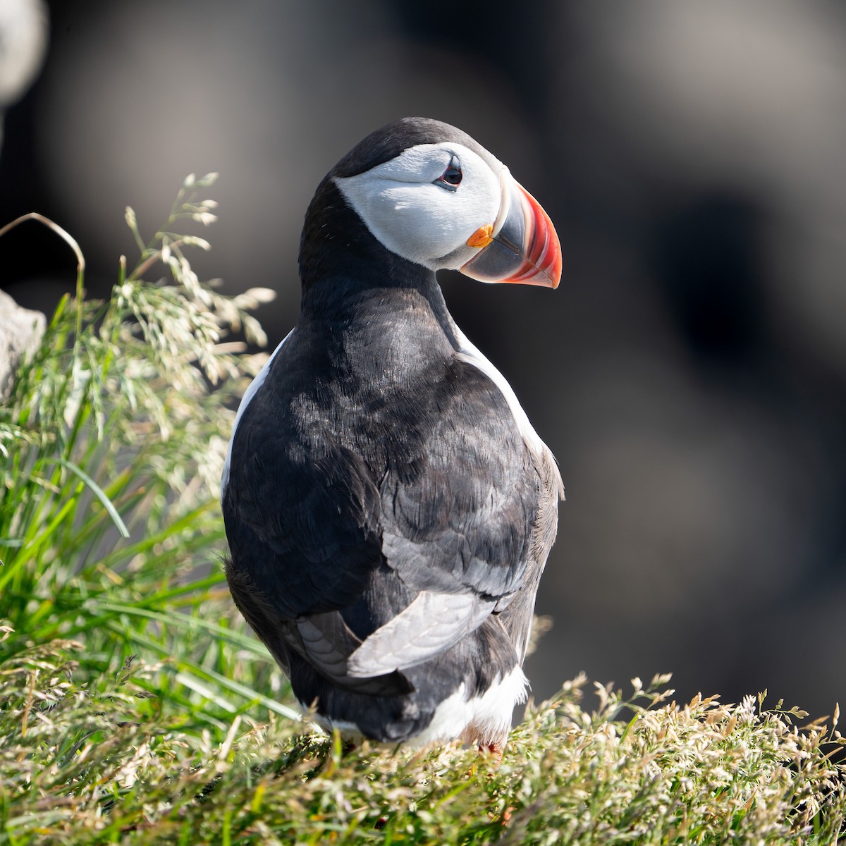 Atlantic Puffin - ML620307833