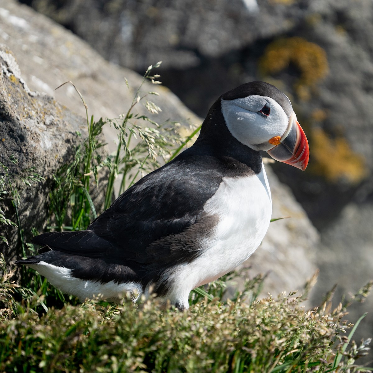 Atlantic Puffin - ML620307835