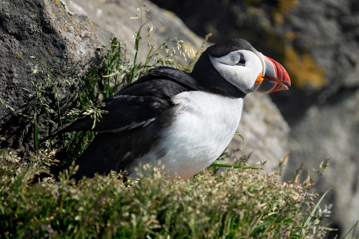 Atlantic Puffin - ML620307836