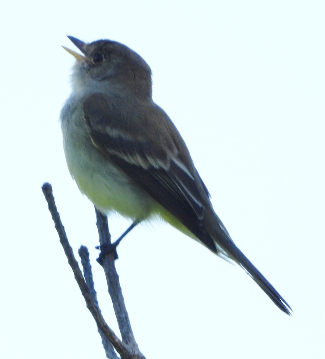 Willow Flycatcher - ML620307844